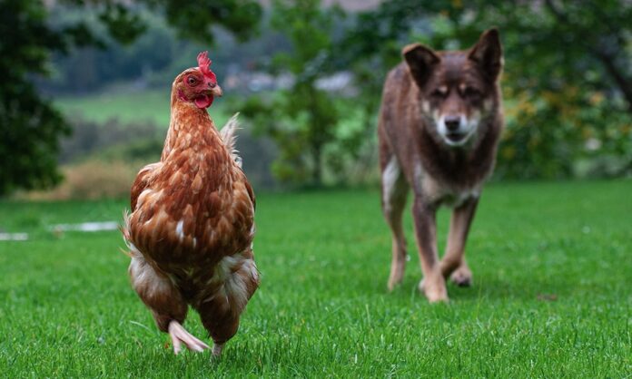 Cane: perché può attaccare le galline Cane: perché può attaccare le galline