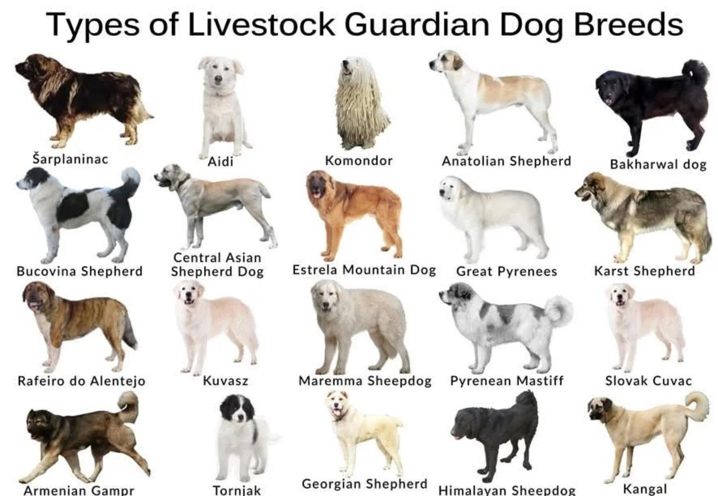 Razze cani pastore da guardiania