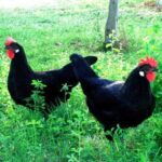 Castigliana: la gallina nera di Spagna dai riflessi verde metallico Castellana nera, razza gallina
