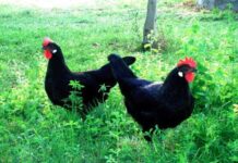Castigliana: la gallina nera di Spagna dai riflessi verde metallico Castellana nera, razza gallina