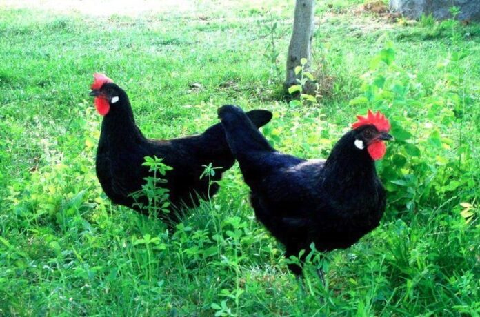 Castellana nera, razza gallina Castellana nera, razza gallina