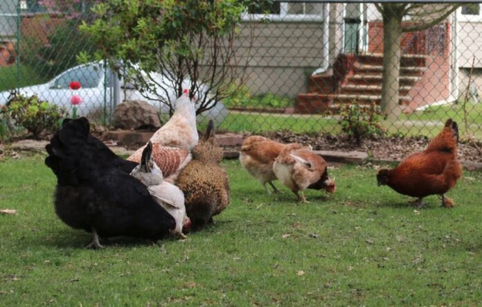 Come mettere galline in giardino: la guida passo passo da zero Come mettere galline in giardino: la guida passo passo da zero