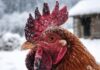 Congelamento di cresta, bargigli e zampe nelle galline: sintomi, cure e prevenzione Congelamento di cresta, bargigli e zampe nelle galline: sintomi, cure e prevenzione