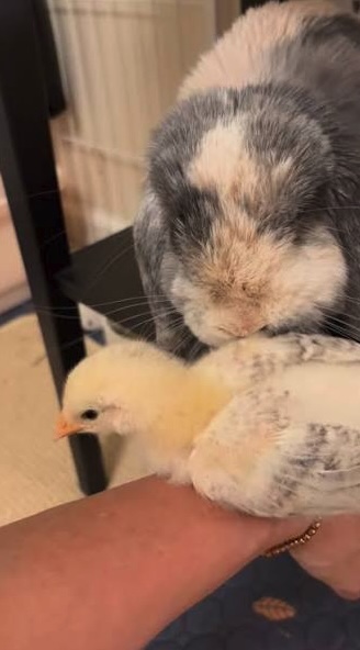 Coniglio e pulcino insieme in casa