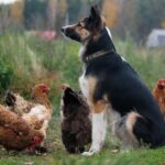 Galline e cane: come farli convivere in giardino e in casa Galline e cane: come farli convivere in giardino e in casa