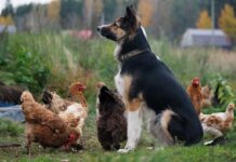 Galline e cane: come farli convivere in giardino e in casa Galline e cane: come farli convivere in giardino e in casa