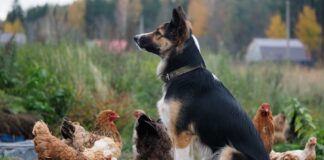 Galline e cane: come farli convivere in giardino e in casa Galline e cane: come farli convivere in giardino e in casa