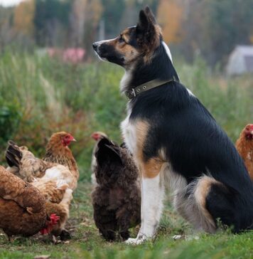 Galline e cane: come farli convivere in giardino e in casa Galline e cane: come farli convivere in giardino e in casa