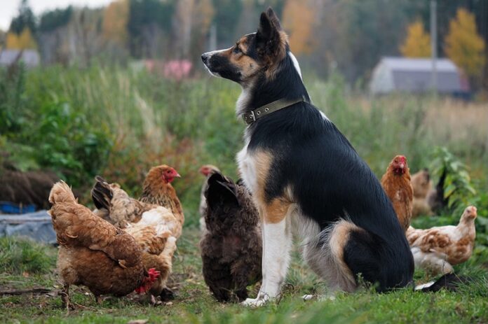 Galline e cane: come farli convivere in giardino e in casa Galline e cane: come farli convivere in giardino e in casa