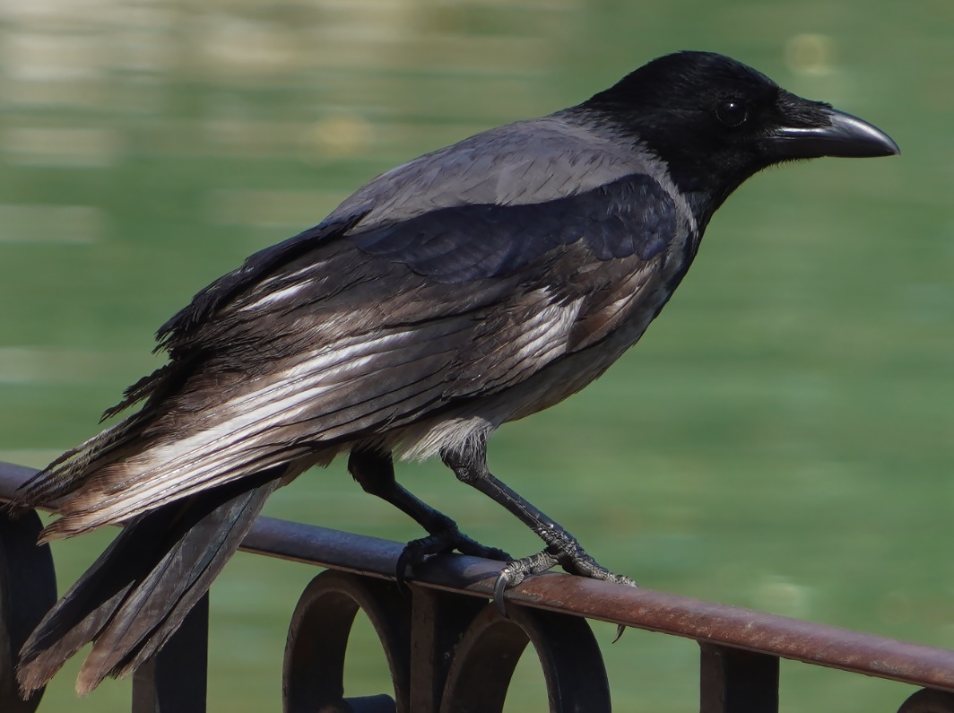 Cornacchia, corvide predatrice di uova e pulcini nel pollaio