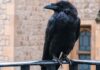 Corvi, Cornacchie e Gazze: come predano uova e pulcini, la loro “firma” e la difesa del pollaio Corvi, cornacchie e gazze ladre predatori di uova e pulcini