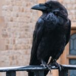 Corvi, Cornacchie e Gazze: come predano uova e pulcini, la loro “firma” e la difesa del pollaio Corvi, cornacchie e gazze ladre predatori di uova e pulcini