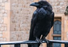 Corvi, Cornacchie e Gazze: come predano uova e pulcini, la loro “firma” e la difesa del pollaio Corvi, cornacchie e gazze ladre predatori di uova e pulcini