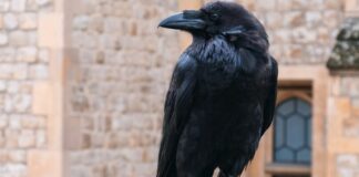 Corvi, Cornacchie e Gazze: come predano uova e pulcini, la loro “firma” e la difesa del pollaio Corvi, cornacchie e gazze ladre predatori di uova e pulcini
