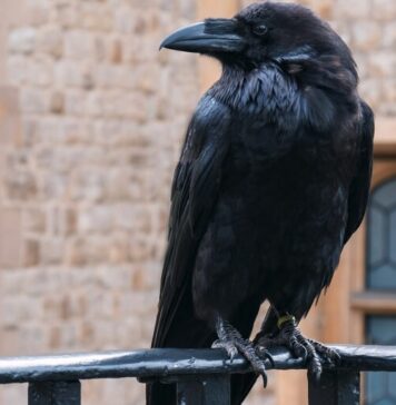 Corvi, Cornacchie e Gazze: come predano uova e pulcini, la loro “firma” e la difesa del pollaio Corvi, cornacchie e gazze ladre predatori di uova e pulcini