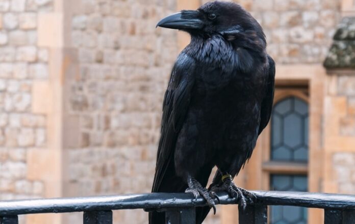 Corvi, cornacchie e gazze ladre predatori di uova e pulcini Corvi, cornacchie e gazze ladre predatori di uova e pulcini