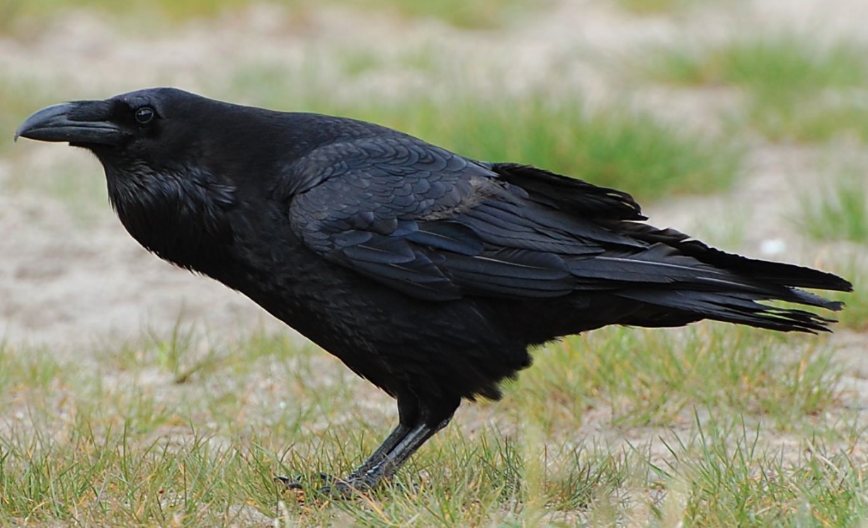Corvo Imperiale, corvide predatrice di uova e pulcini nel pollaio