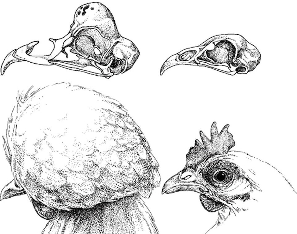 Differenza di cranio tra galline ciuffate e galline senza ciuffo.