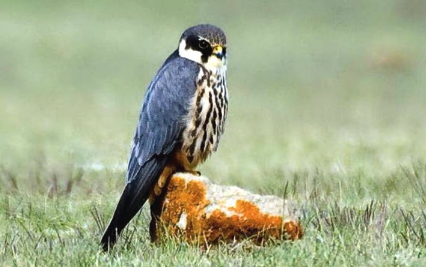 Falco lodaiolo, rapace predatore di galline