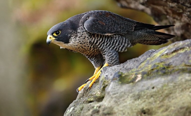 Falco pellegrino, rapace predatore di galline