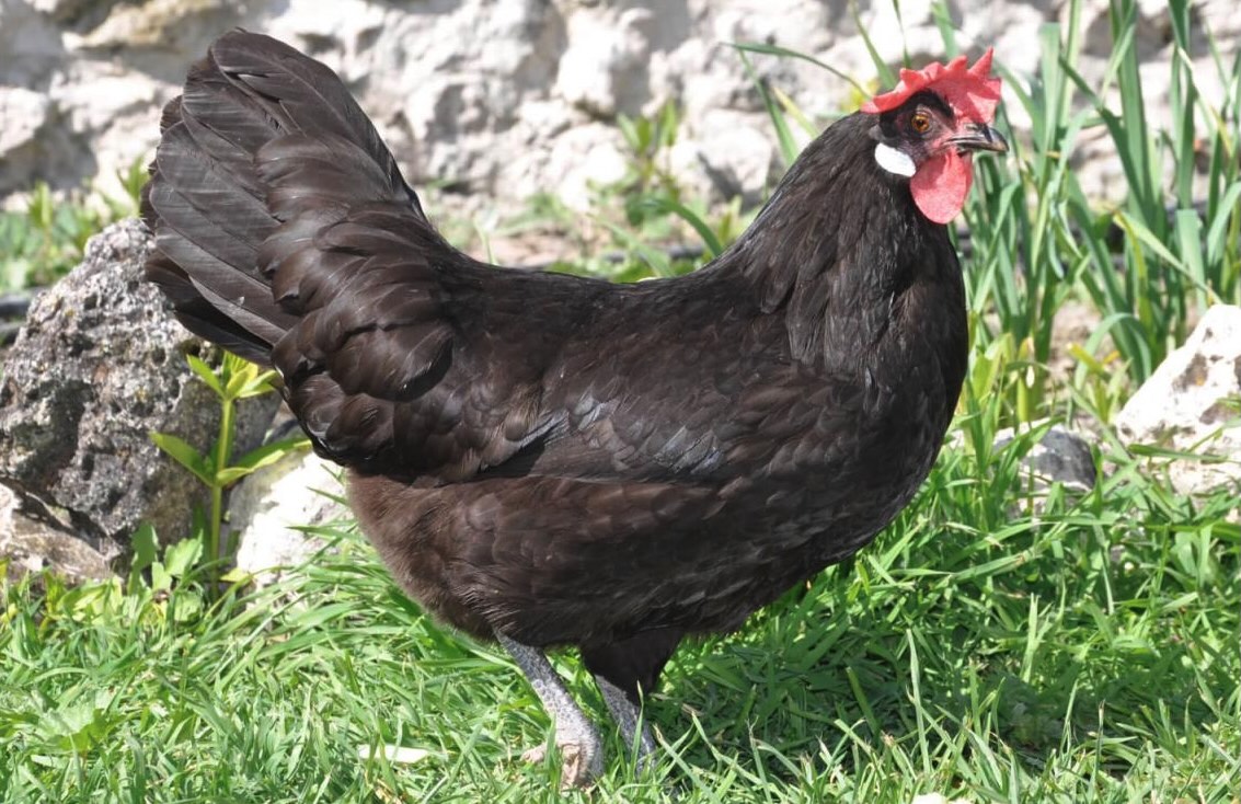 Gallina Castigliana Nera all'aperto