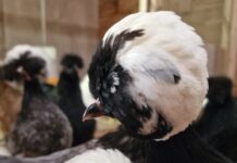 Ciuffo, barba e favoriti nelle galline: guida completa e cura Ciuffo, barba e favoriti nelle galline: guida completa e cura