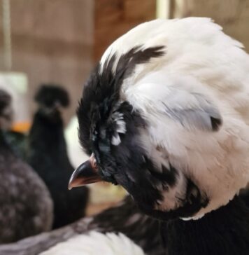 Ciuffo, barba e favoriti nelle galline: guida completa e cura Ciuffo, barba e favoriti nelle galline: guida completa e cura