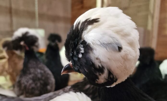 Ciuffo, barba e favoriti nelle galline: guida completa e cura Ciuffo, barba e favoriti nelle galline: guida completa e cura