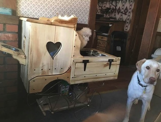Gallina Moroseta e cane insieme in casa