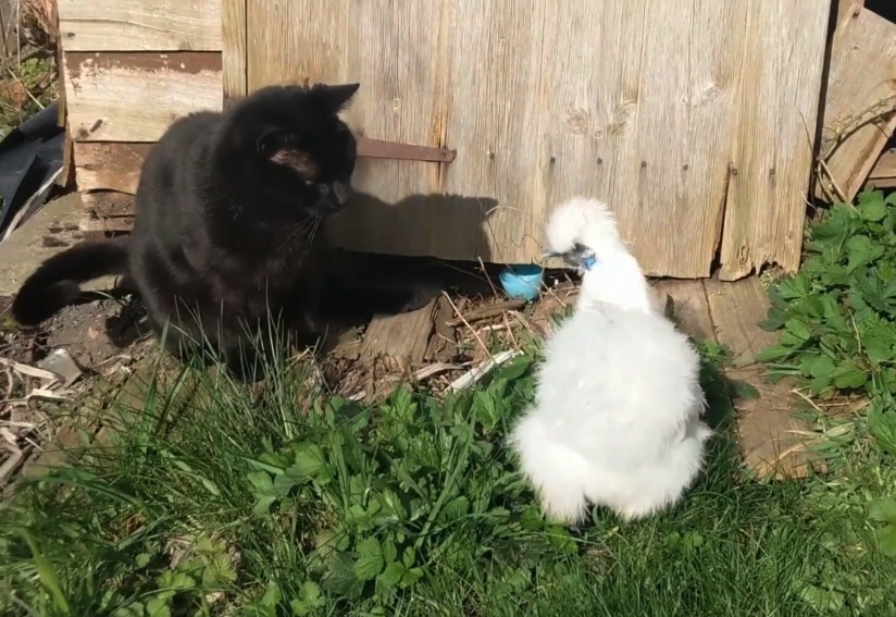 Gallina Moroseta e gatto nero in giardino