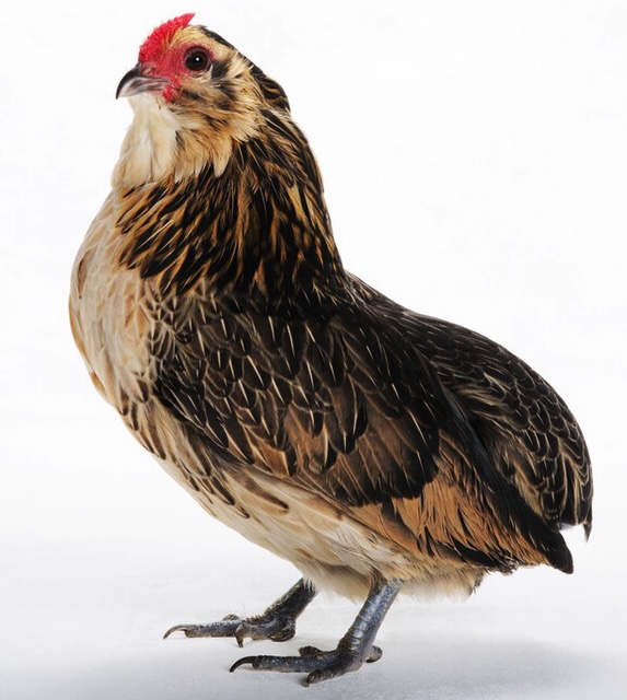 Gallina nana belga Barbuta di Grubbe, senza coda