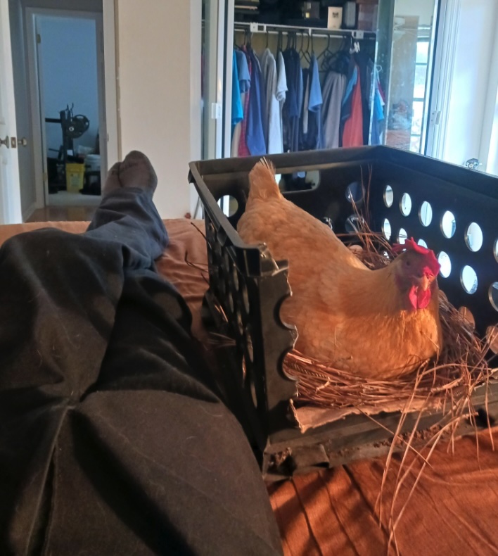 Gallina in casa