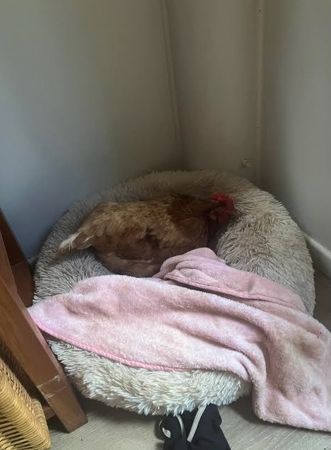 Gallina in casa