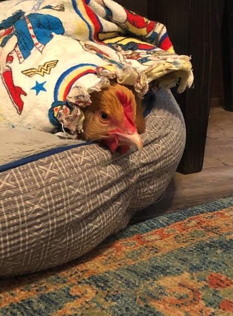 Gallina in casa