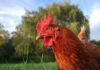 Le galline sono intelligenti? Cosa dice la scienza su mente, emozioni e personalità delle galline Galline, animali intelligenti ed emotivi