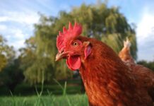 Le galline sono intelligenti? Cosa dice la scienza su mente, emozioni e personalità delle galline Galline, animali intelligenti ed emotivi