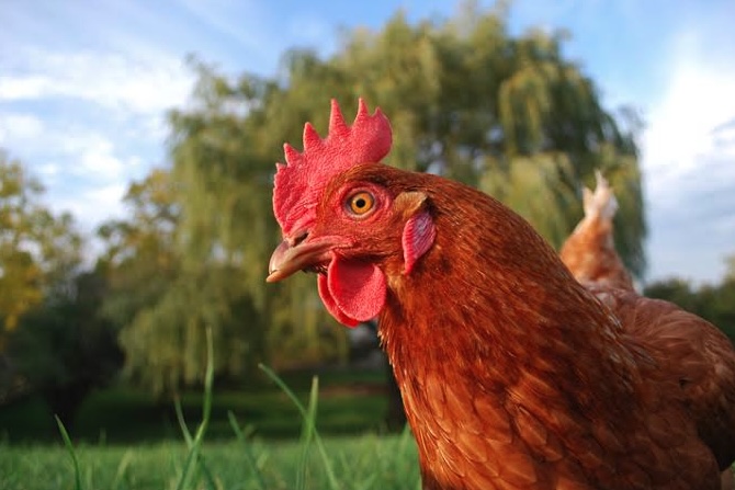 Galline, animali intelligenti ed emotivi Galline, animali intelligenti ed emotivi