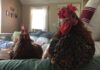 Galline in casa: guida completa alla gallina come pet (animale da compagnia) Galline in casa: guida completa alla gallina come pet (animale da compagnia)