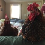 Galline in casa: guida completa alla gallina come pet (animale da compagnia) Galline in casa: guida completa alla gallina come pet (animale da compagnia)