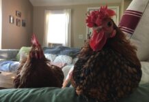Galline in casa: guida completa alla gallina come pet (animale da compagnia) Galline in casa: guida completa alla gallina come pet (animale da compagnia)