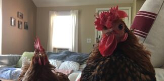 Galline in casa: guida completa alla gallina come pet (animale da compagnia) Galline in casa: guida completa alla gallina come pet (animale da compagnia)