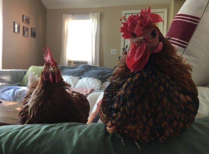 Galline in casa: guida completa alla gallina come pet (animale da compagnia) Galline in casa: guida completa alla gallina come pet (animale da compagnia)
