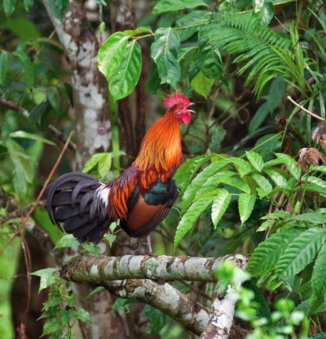 Gallo Bankiva (Gallus Gallus) selvatico nella foresta indiana
