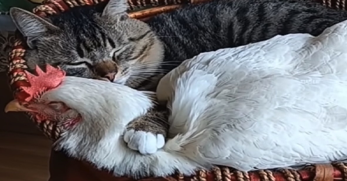Gatto e gallina insieme in casa