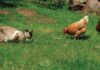 Gatto: come può predare i pulcini (o le galline nane), la sua “firma” e la difesa del pollaio Gatto predatore di pulcini e galline nane