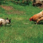 Gatto: come può predare i pulcini (o le galline nane), la sua “firma” e la difesa del pollaio Gatto predatore di pulcini e galline nane