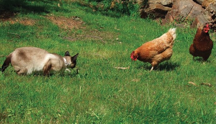 Gatto predatore di pulcini e galline nane Gatto predatore di pulcini e galline nane