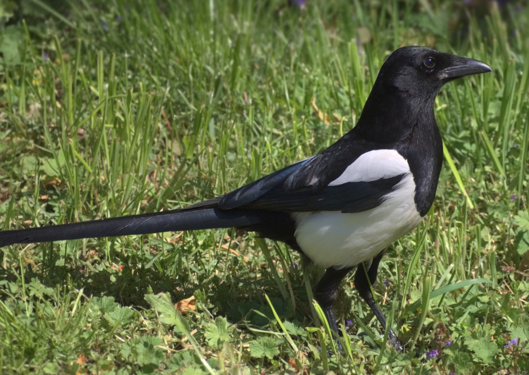Gazza ladra, corvide predatrice di uova e pulcini nel pollaio
