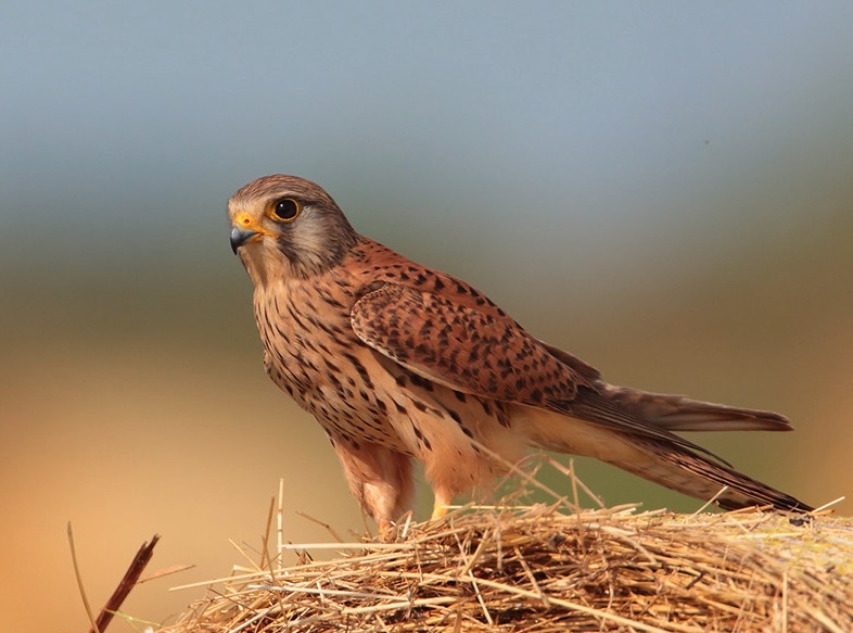 Gheppio, rapace predatore di galline