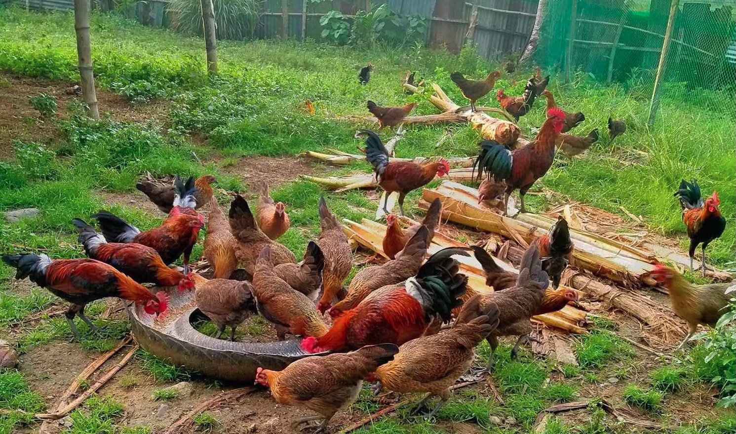 Gruppo di galline e galli Darag al pascolo